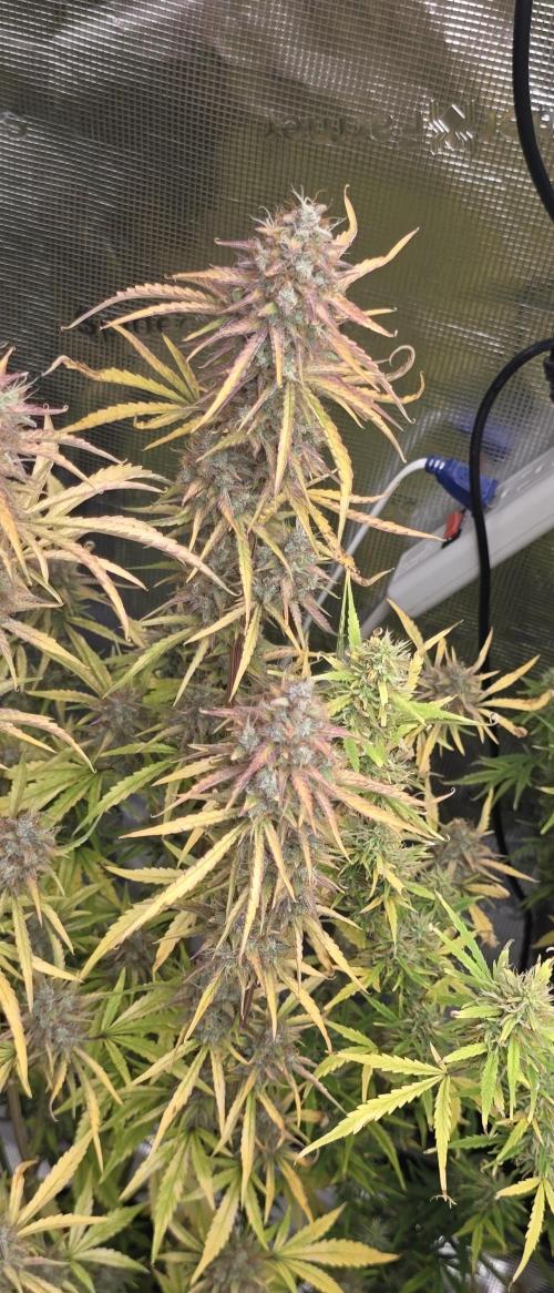 Fastbuds42 Grow. Week 11