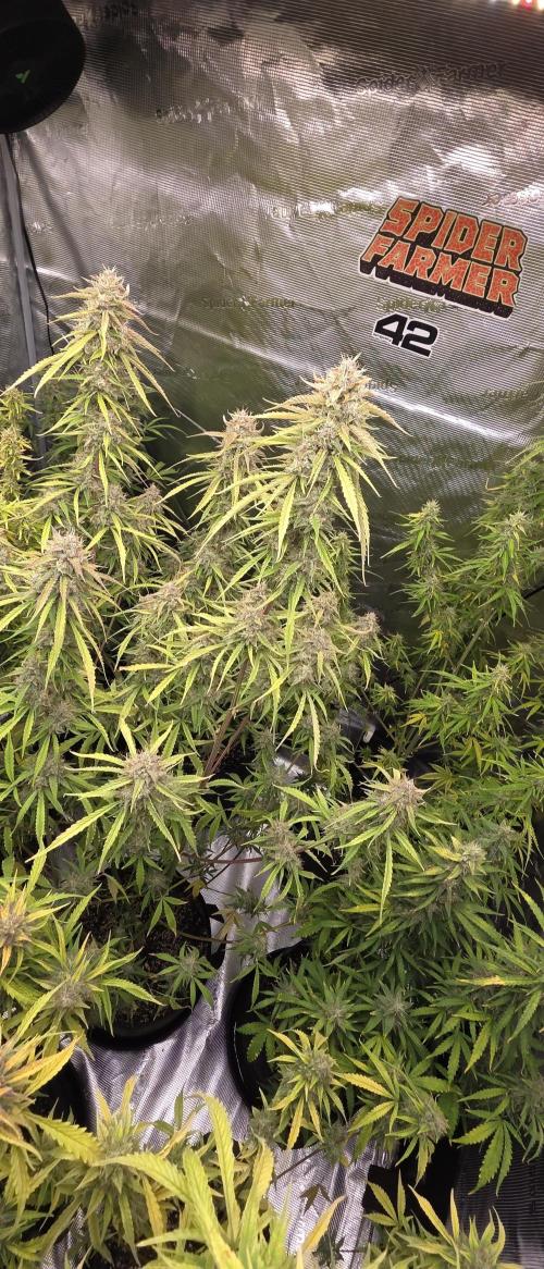 Fastbuds42 Grow. Week 11
