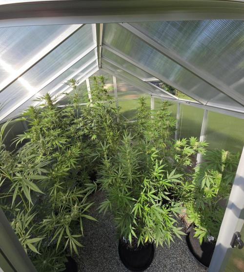 Fastbuds greenhouse. Week 8