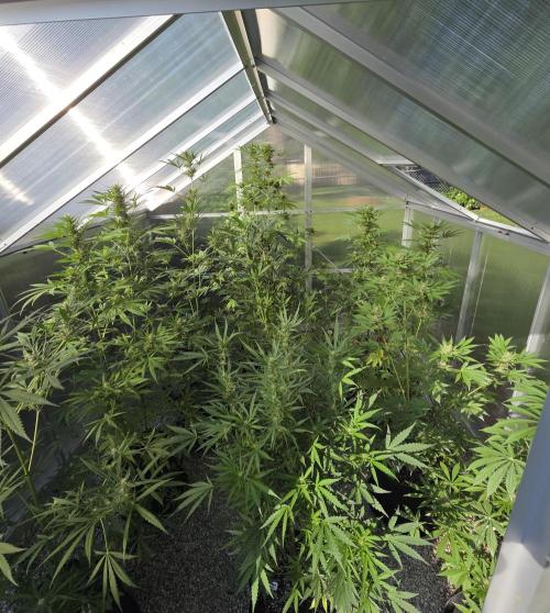 Fastbuds greenhouse. Week 8