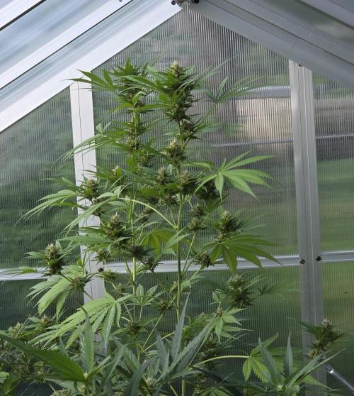 Fastbuds greenhouse. Week 8