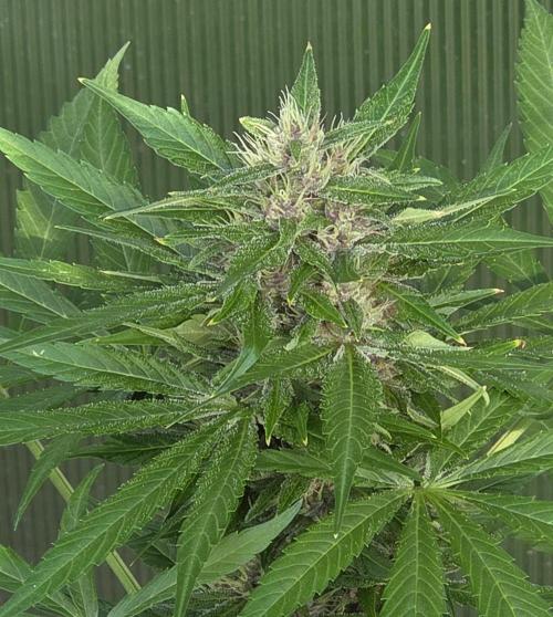 Fastbuds greenhouse. Week 8