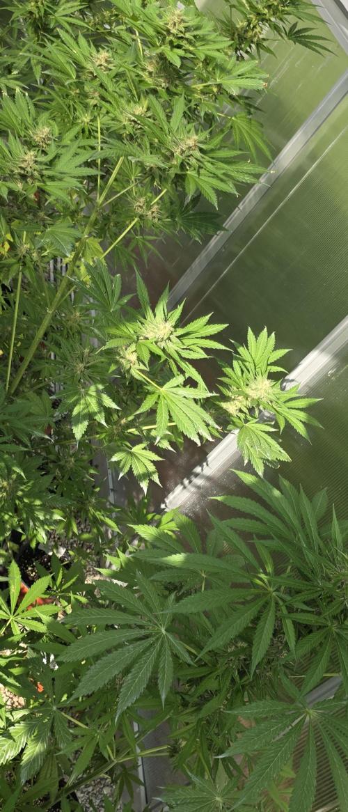 Fastbuds greenhouse. Week 8