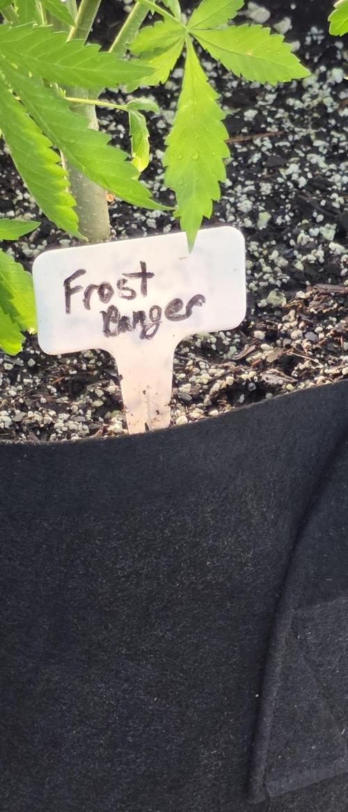 Fastbuds greenhouse. Week 8