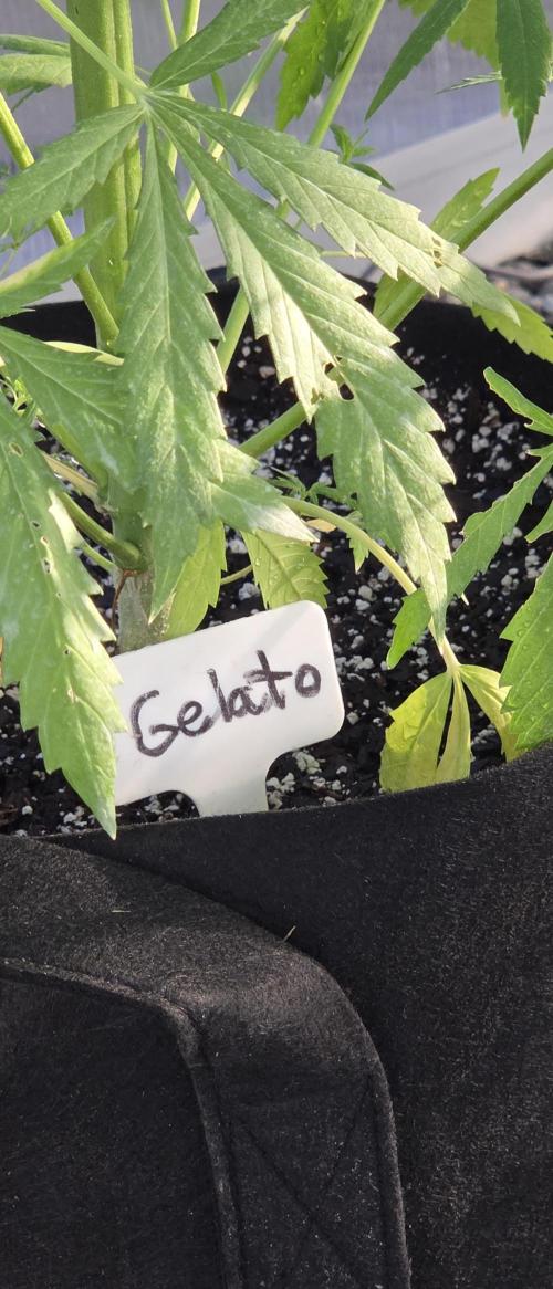 Fastbuds greenhouse. Week 8