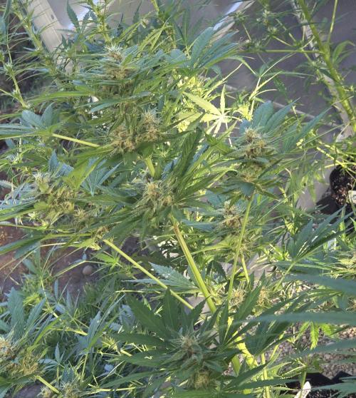 Fastbuds greenhouse. Week 8