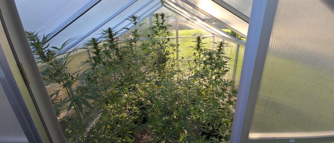 Fastbuds greenhouse. Week 8