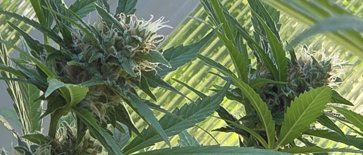 Fastbuds greenhouse. Week 8
