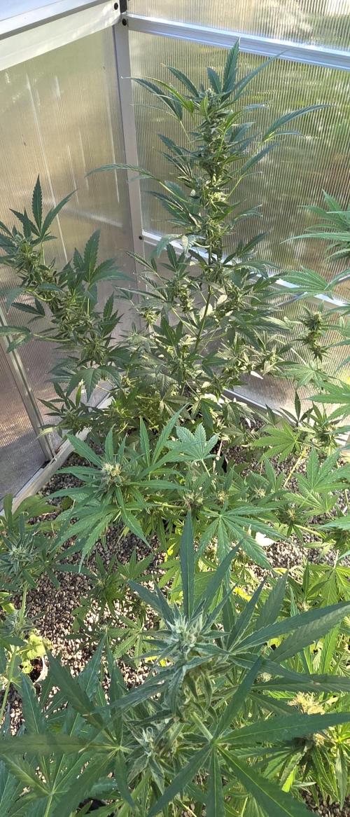 Fastbuds greenhouse. Week 8