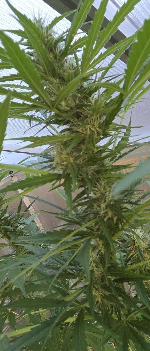 Fastbuds greenhouse. Week 8