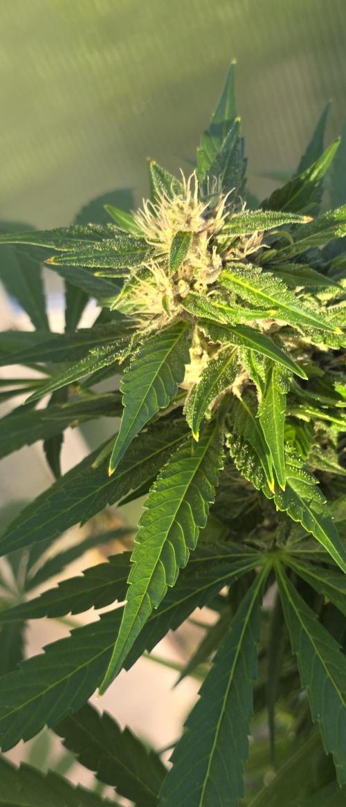 Fastbuds greenhouse. Week 8