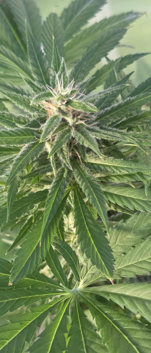 Fastbuds greenhouse. Week 8