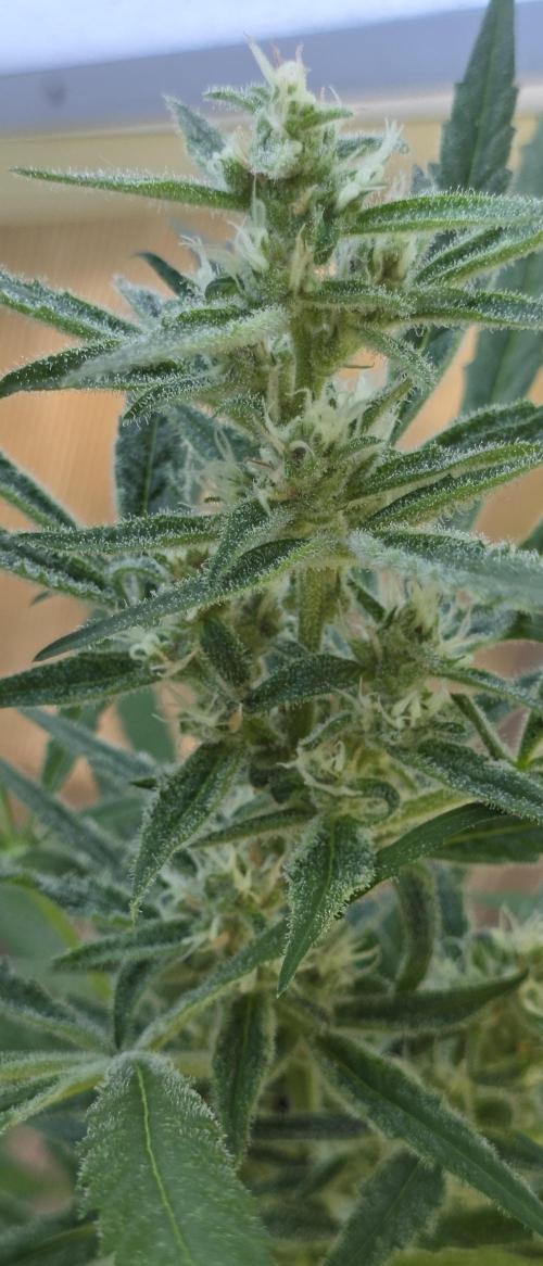 Fastbuds greenhouse. Week 8