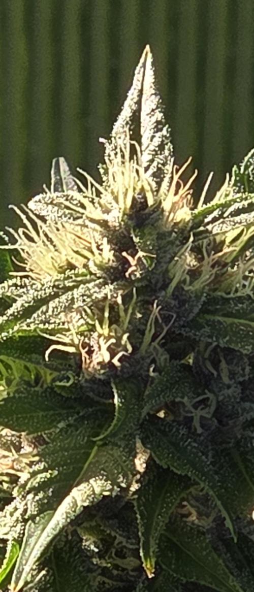 Fastbuds greenhouse. Week 8