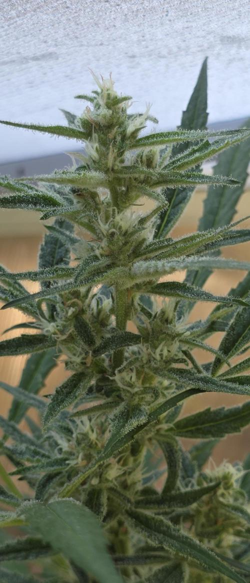 Fastbuds greenhouse. Week 8