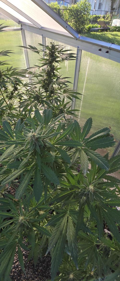 Fastbuds greenhouse. Week 8