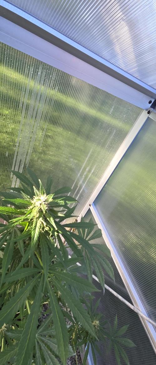 Fastbuds greenhouse. Week 8