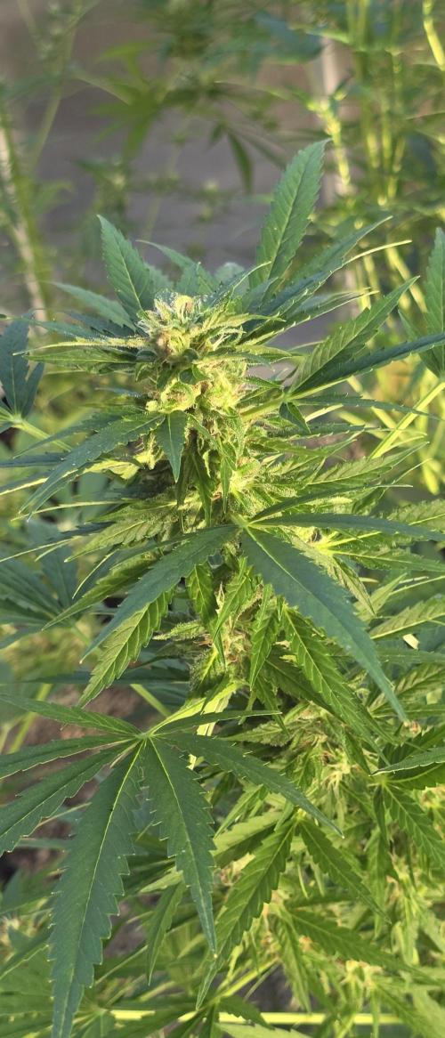 Fastbuds greenhouse. Week 8