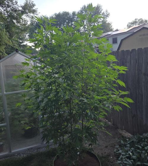 Pheno dirty birds. Week 13