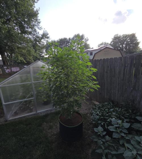 Pheno dirty birds. Week 13