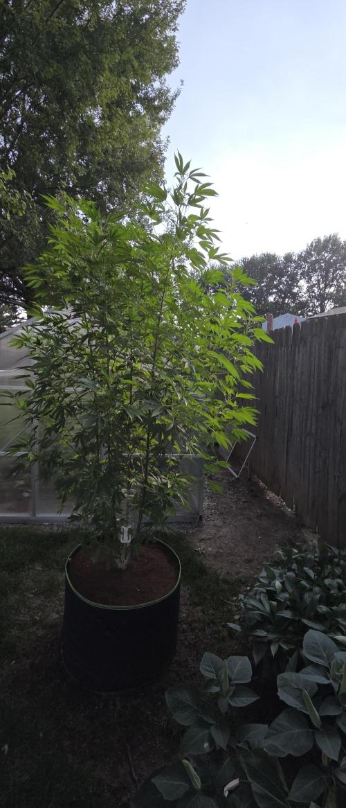 Pheno dirty birds. Week 13