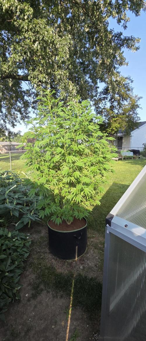Pheno dirty birds. Week 13