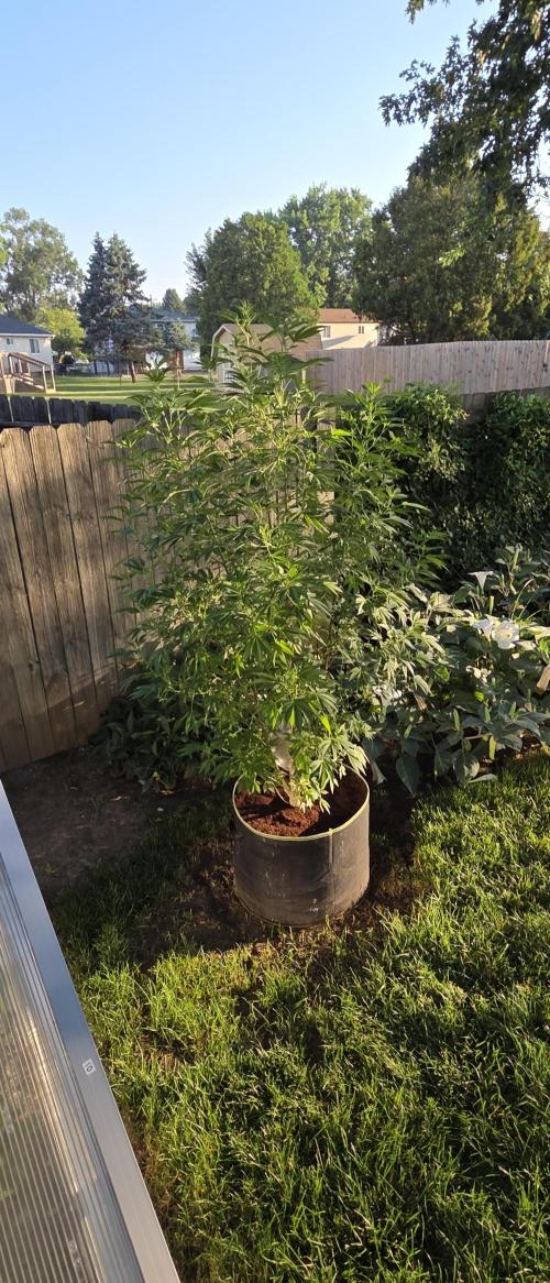 Black Phoenix. Week 13