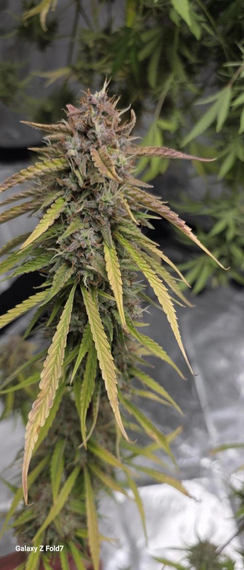 Fastbuds42 Grow. Week 12