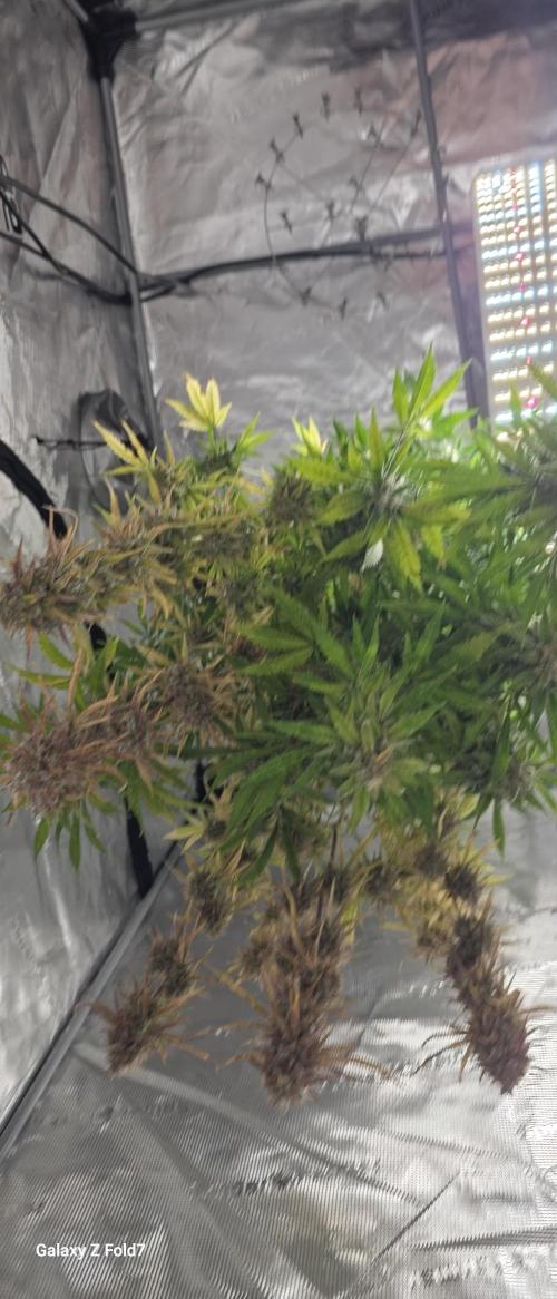 Fastbuds42 Grow. Week 12