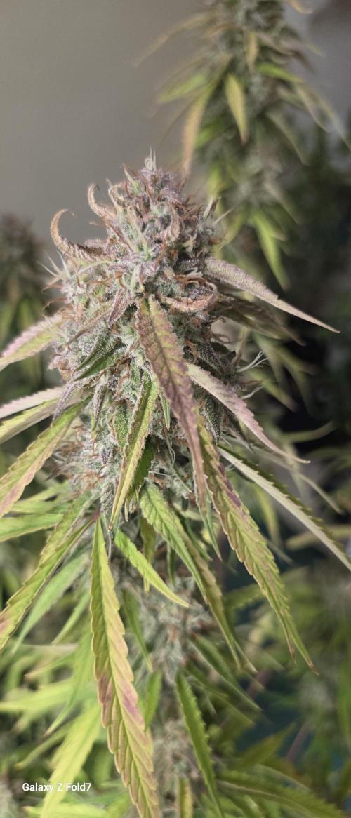 Fastbuds42 Grow. Week 12