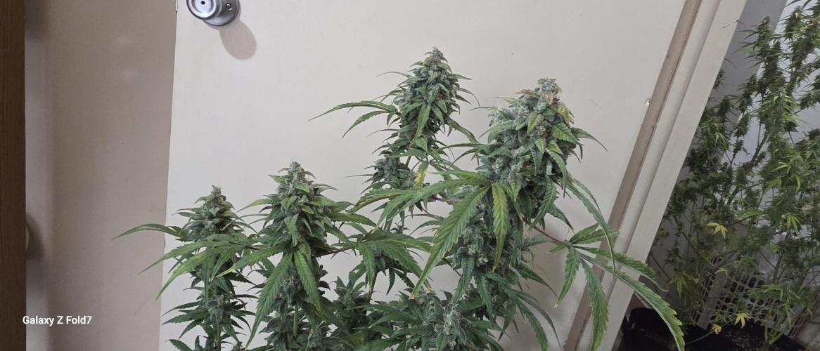 Fastbuds42 Grow. Week 12