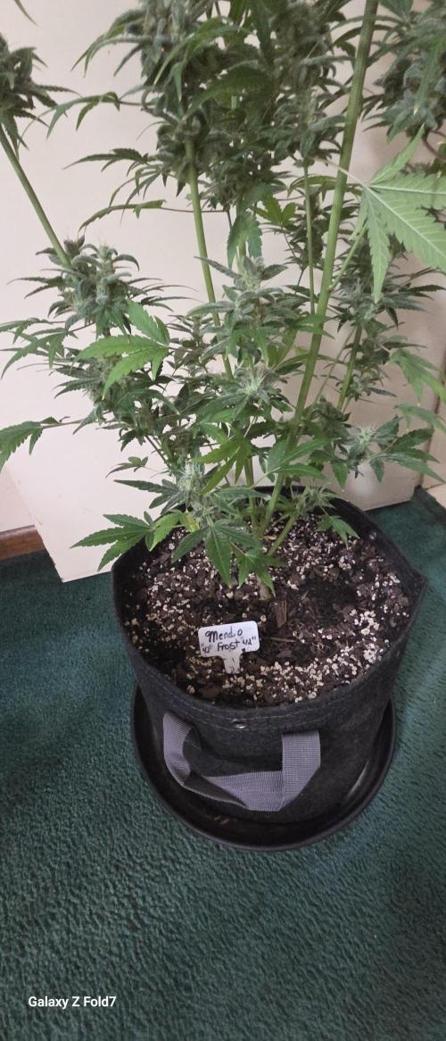 Fastbuds42 Grow. Week 12