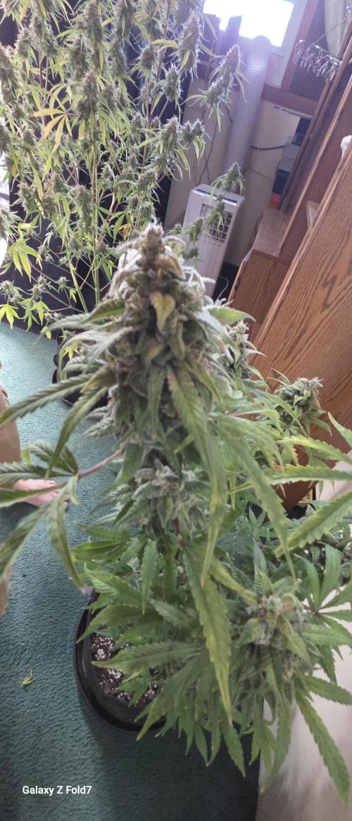 Fastbuds42 Grow. Week 12