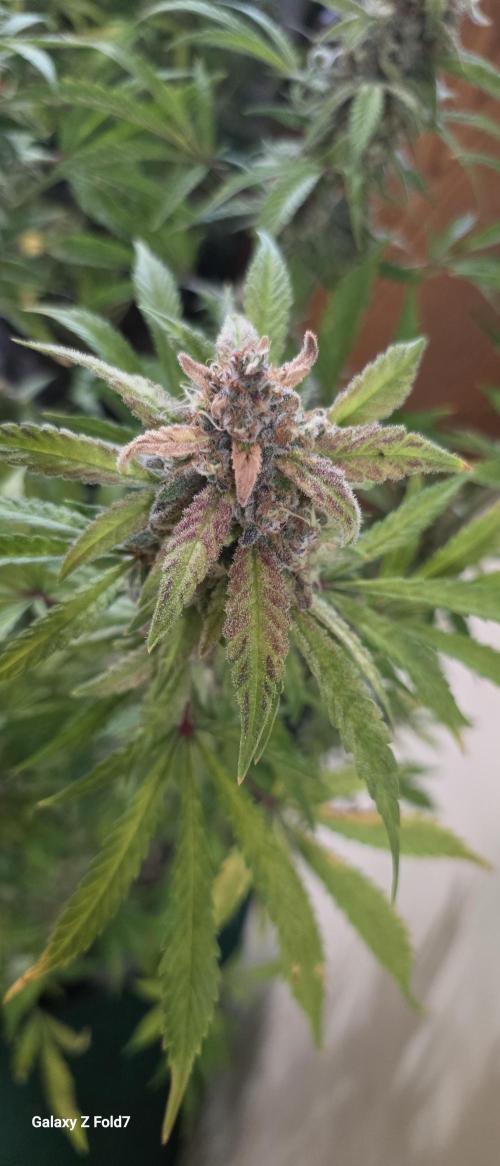 Fastbuds42 Grow. Week 12