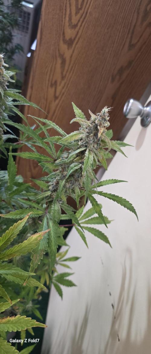 Fastbuds42 Grow. Week 12