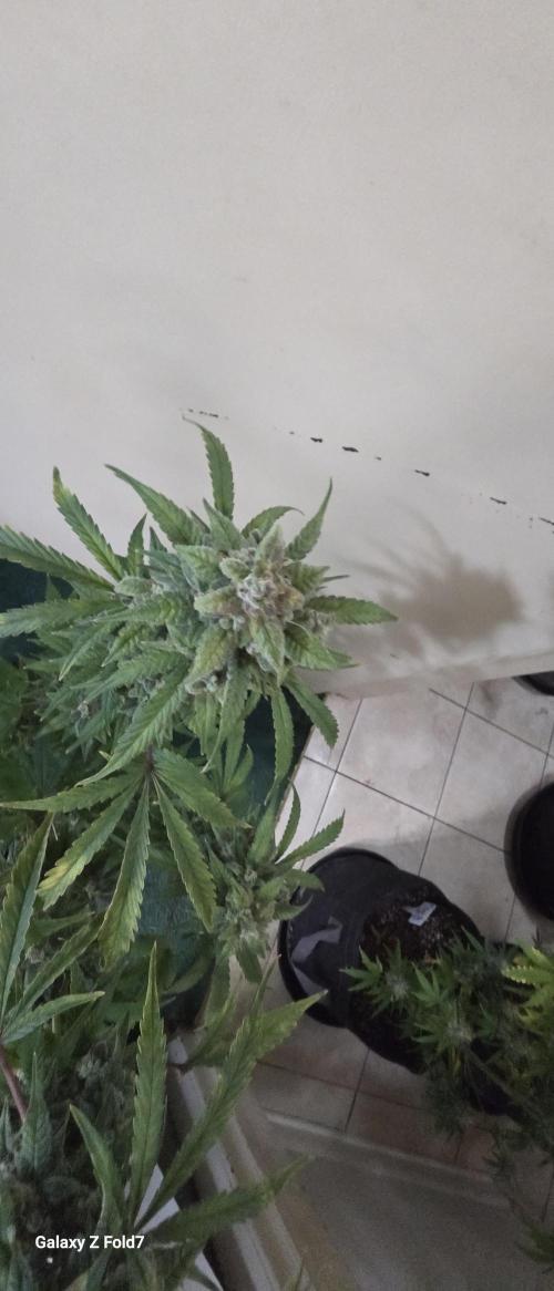 Fastbuds42 Grow. Week 12