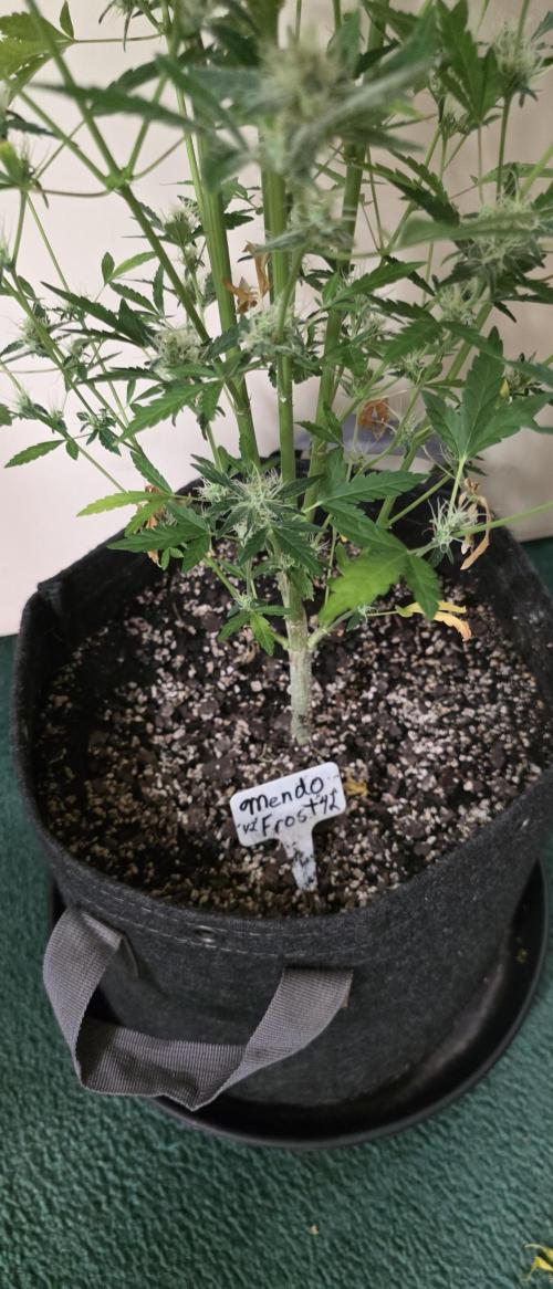 Fastbuds42 Grow. Week 12