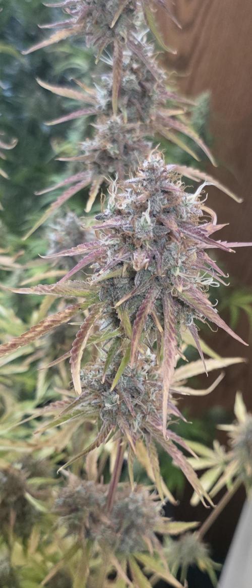 Fastbuds42 Grow. Week 12