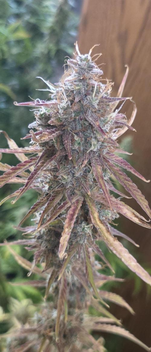 Fastbuds42 Grow. Week 12