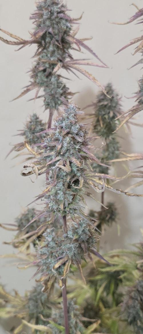 Fastbuds42 Grow. Week 12