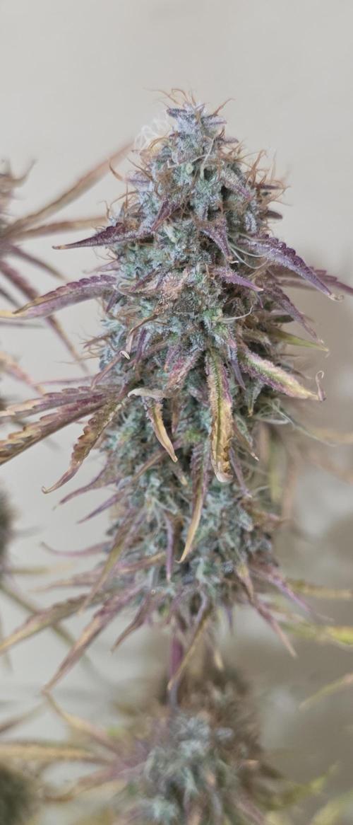 Fastbuds42 Grow. Week 12