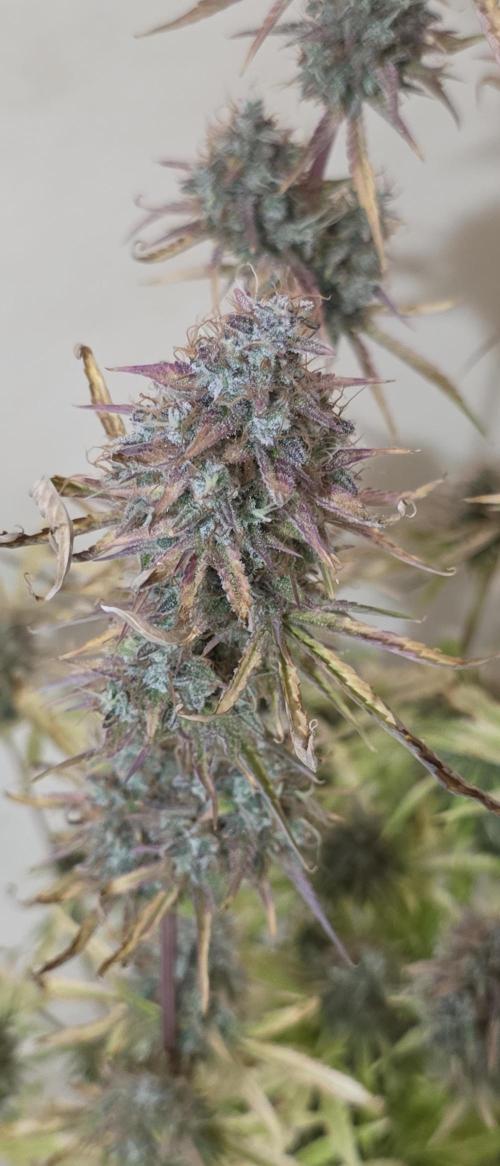 Fastbuds42 Grow. Week 12