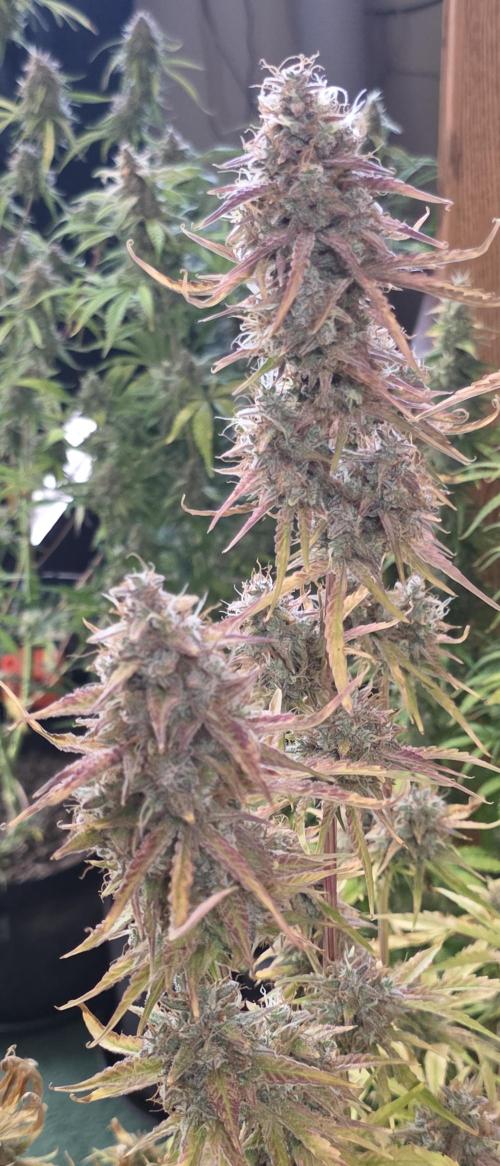 Fastbuds42 Grow. Week 12