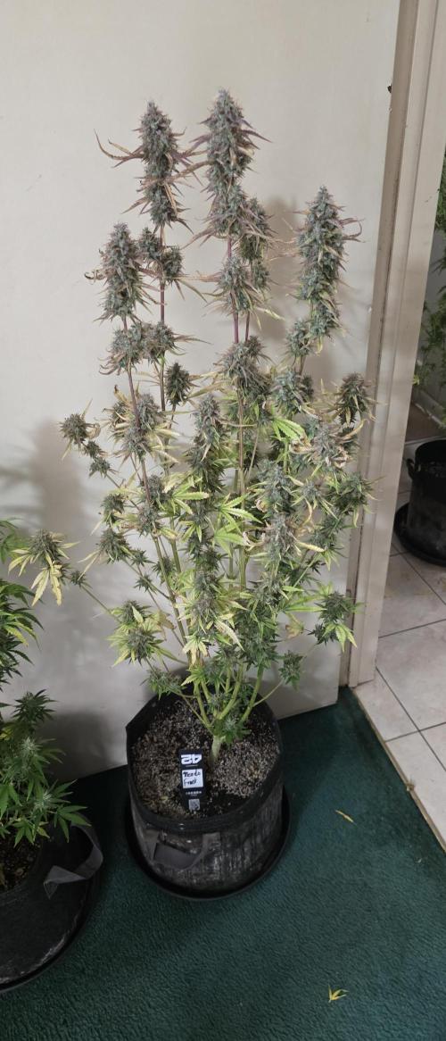 Fastbuds42 Grow. Week 12