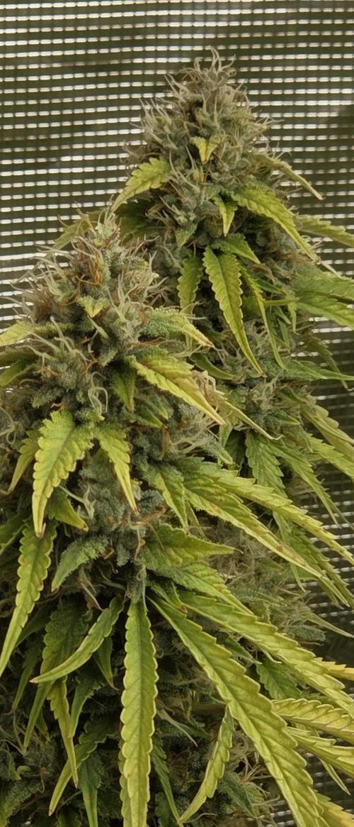 Fastbuds42 Grow. Week 12