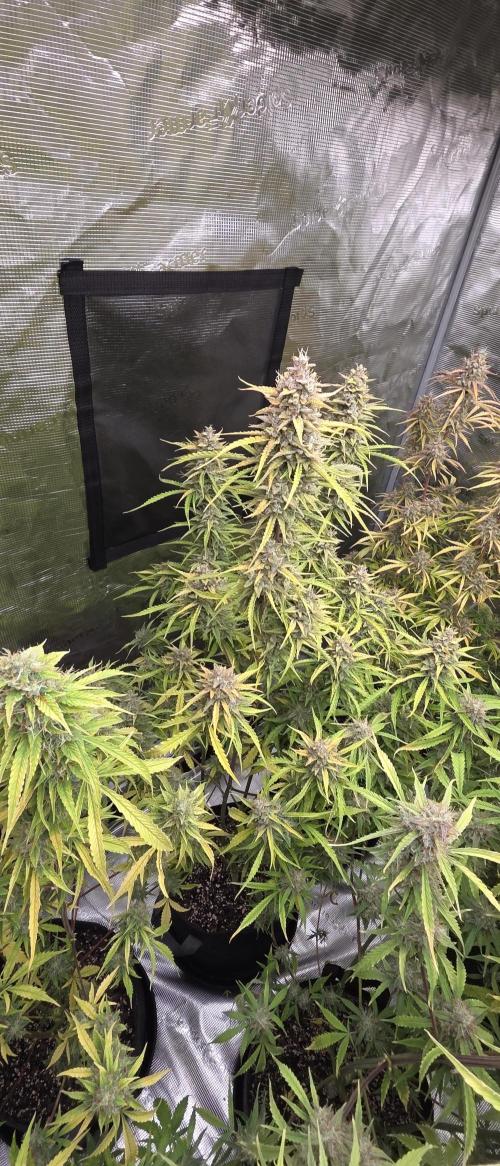 Fastbuds42 Grow. Week 12