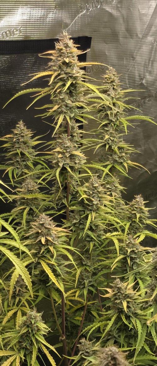 Fastbuds42 Grow. Week 12