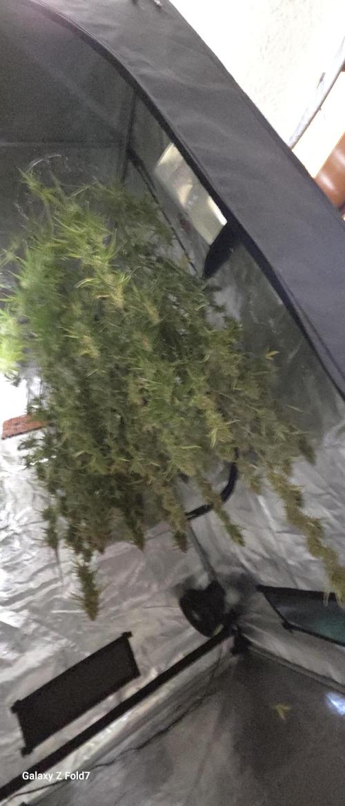 Fastbuds42 Grow. Week 12