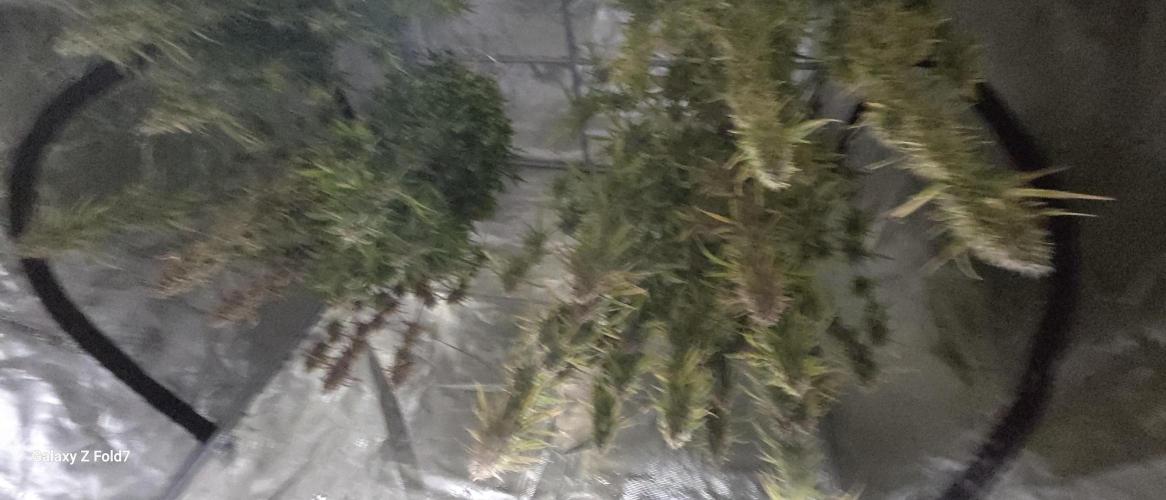 Fastbuds42 Grow. Week 12