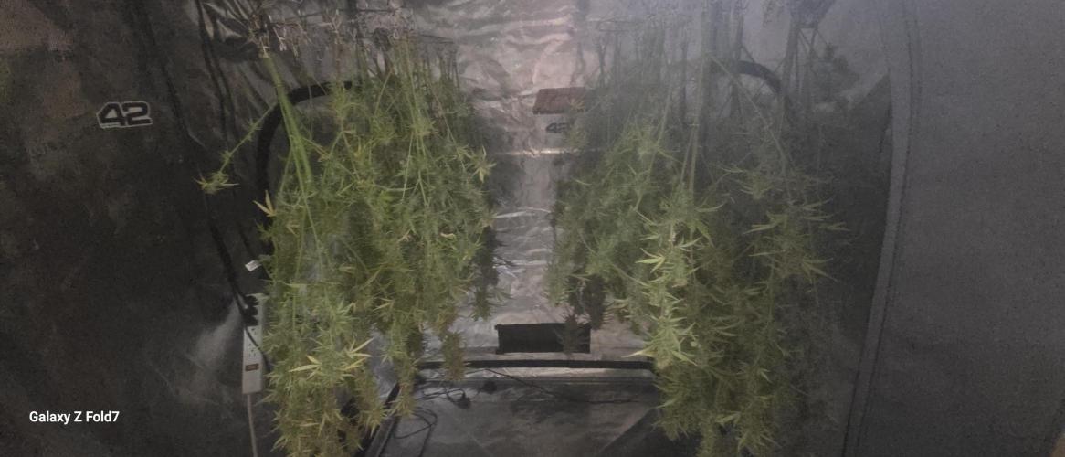 Fastbuds42 Grow. Week 12
